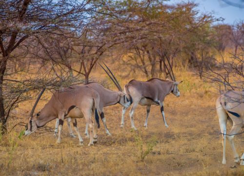 Awash Harar Tour | 5 Days Wildlife & Culture in Ethiopia