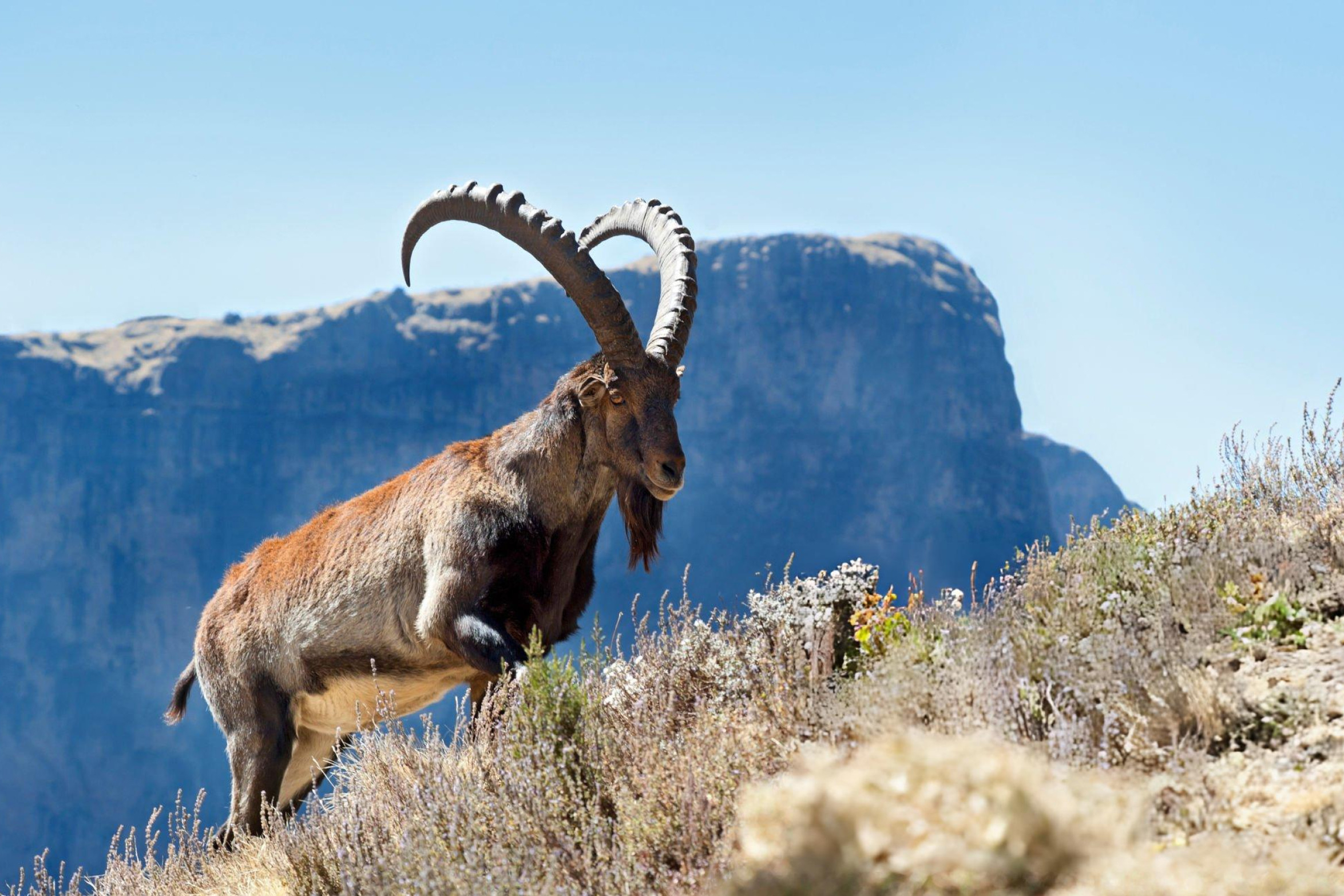 Simien Mountains
