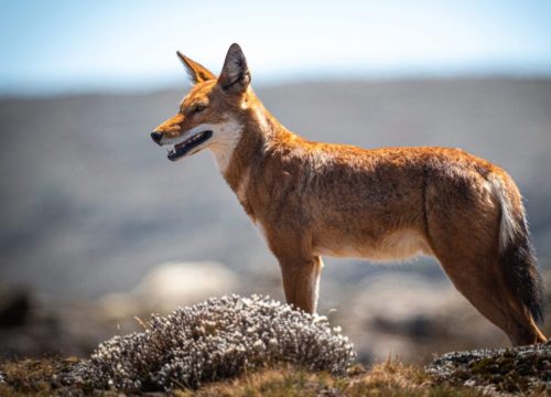 Bale Mountains Expedition | 7-Day Trek & Wildlife Safari