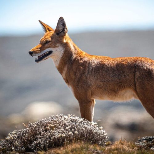 Bale Mountains Expedition | 7-Day Trek & Wildlife Safari