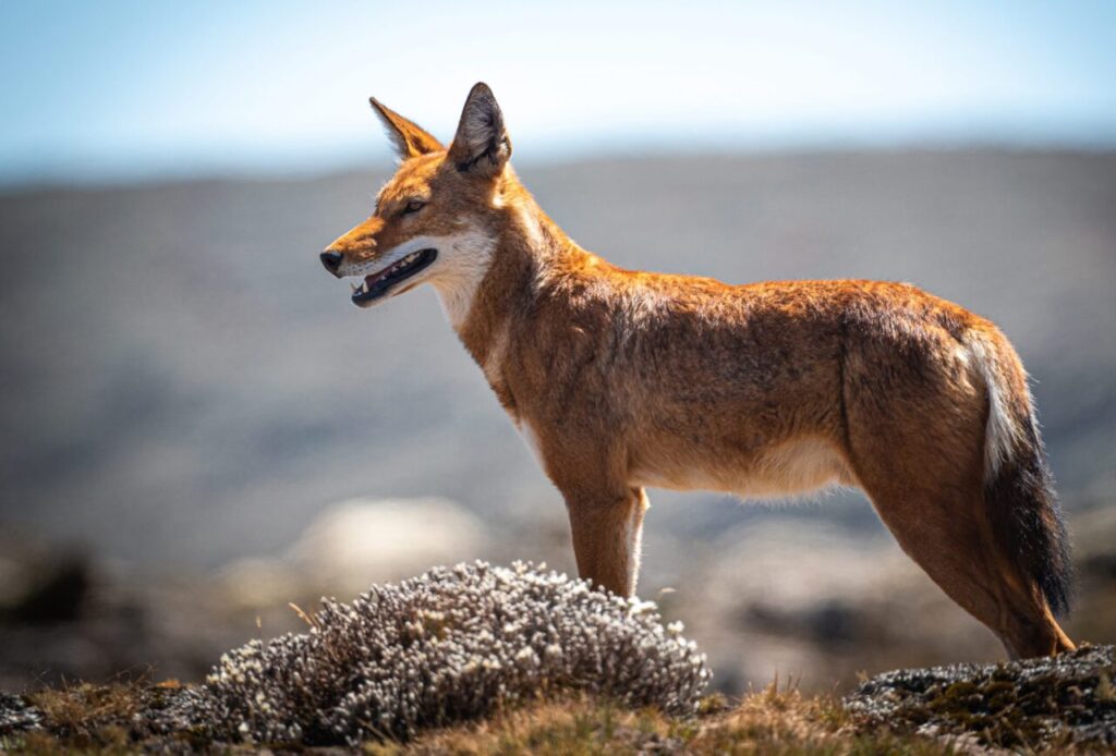 Bale Mountains